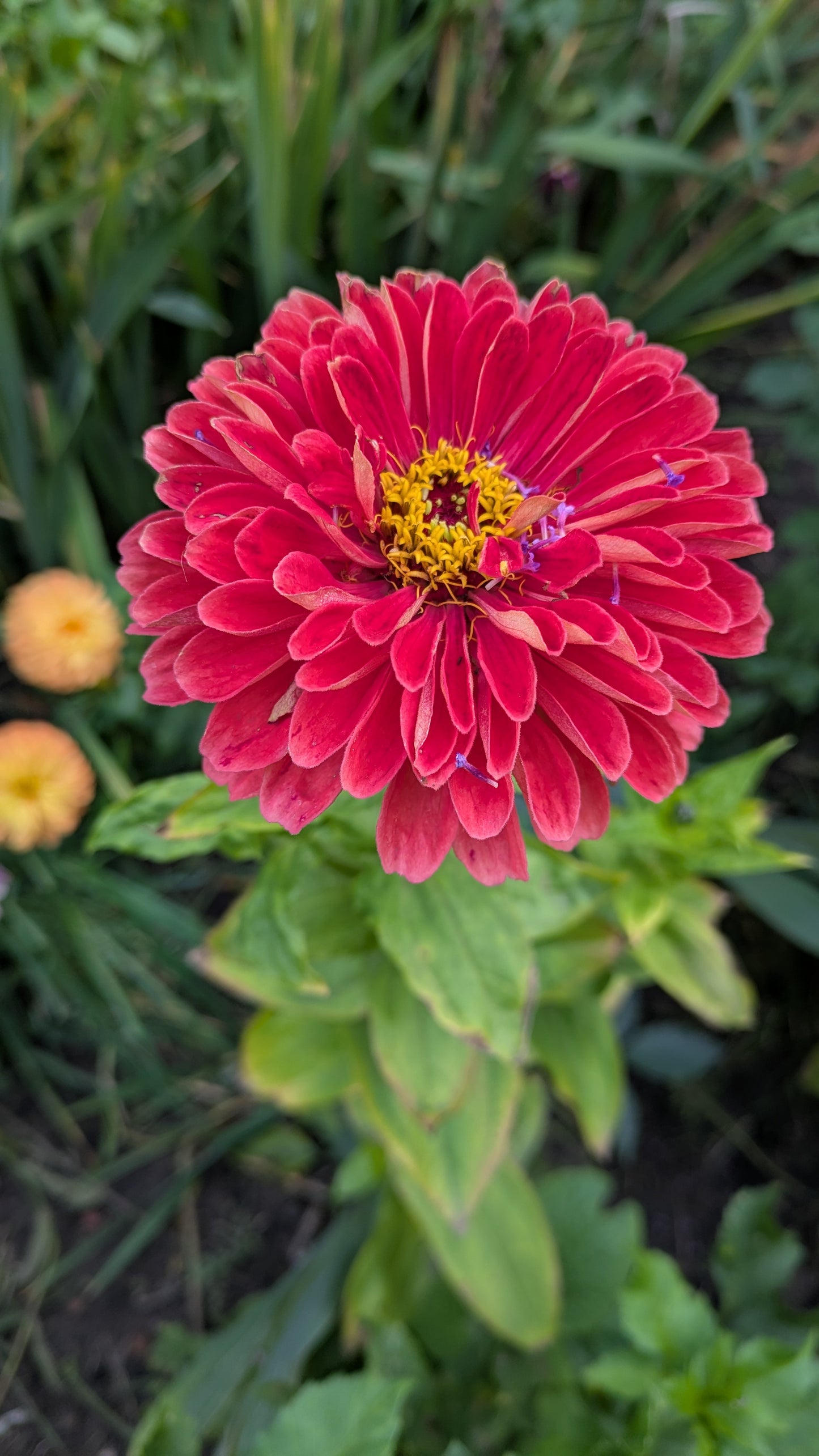 Blumenstrauß selber ernten & binden
