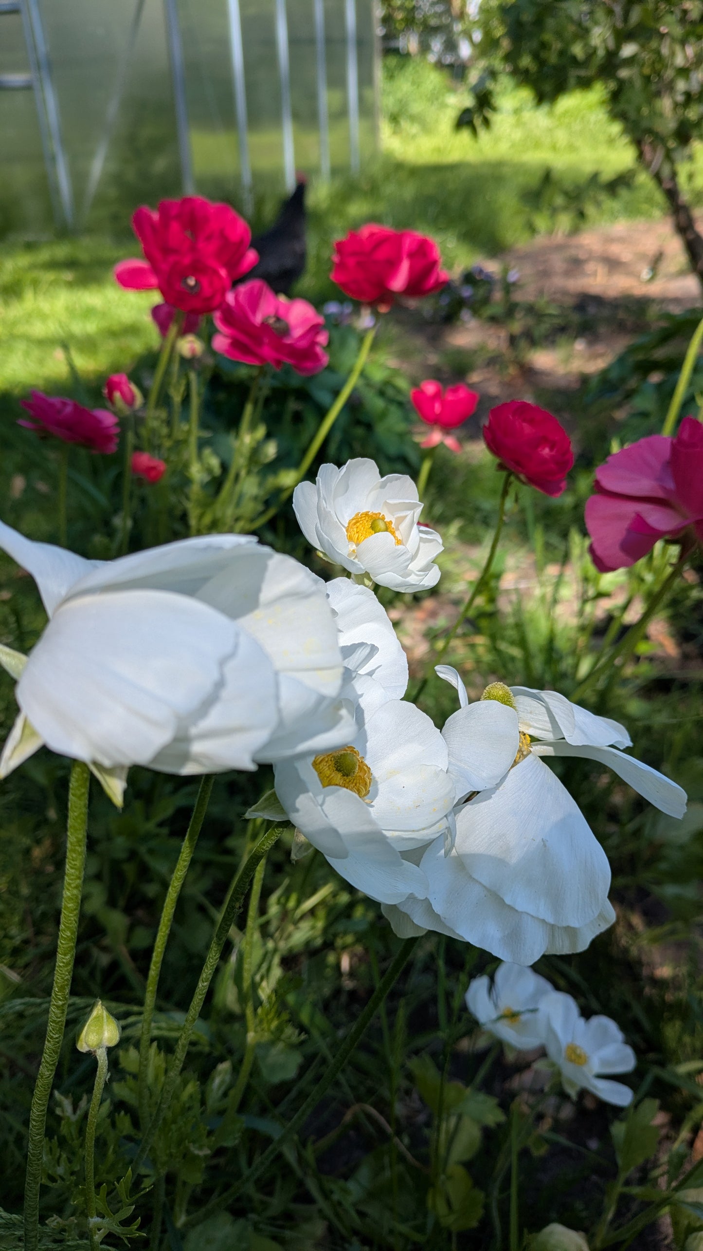 Blumenstrauß selber ernten & binden