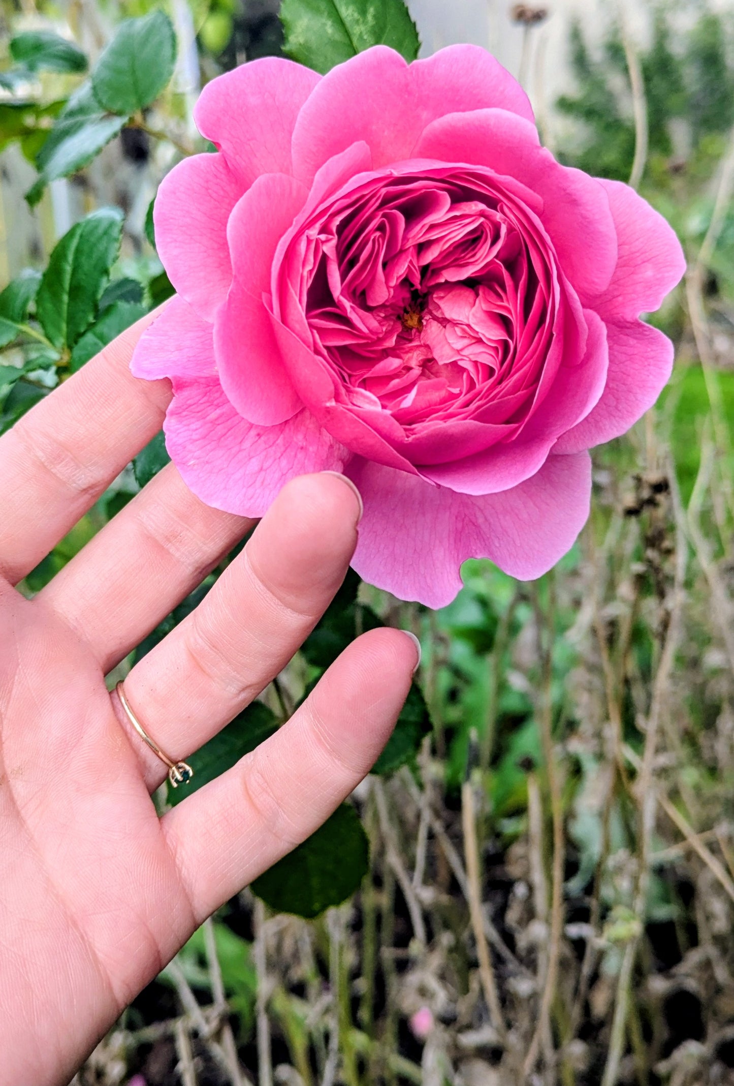 Blumenstrauß selber ernten & binden