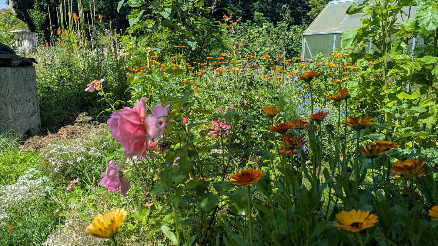 Blumenstrauß selber ernten & binden