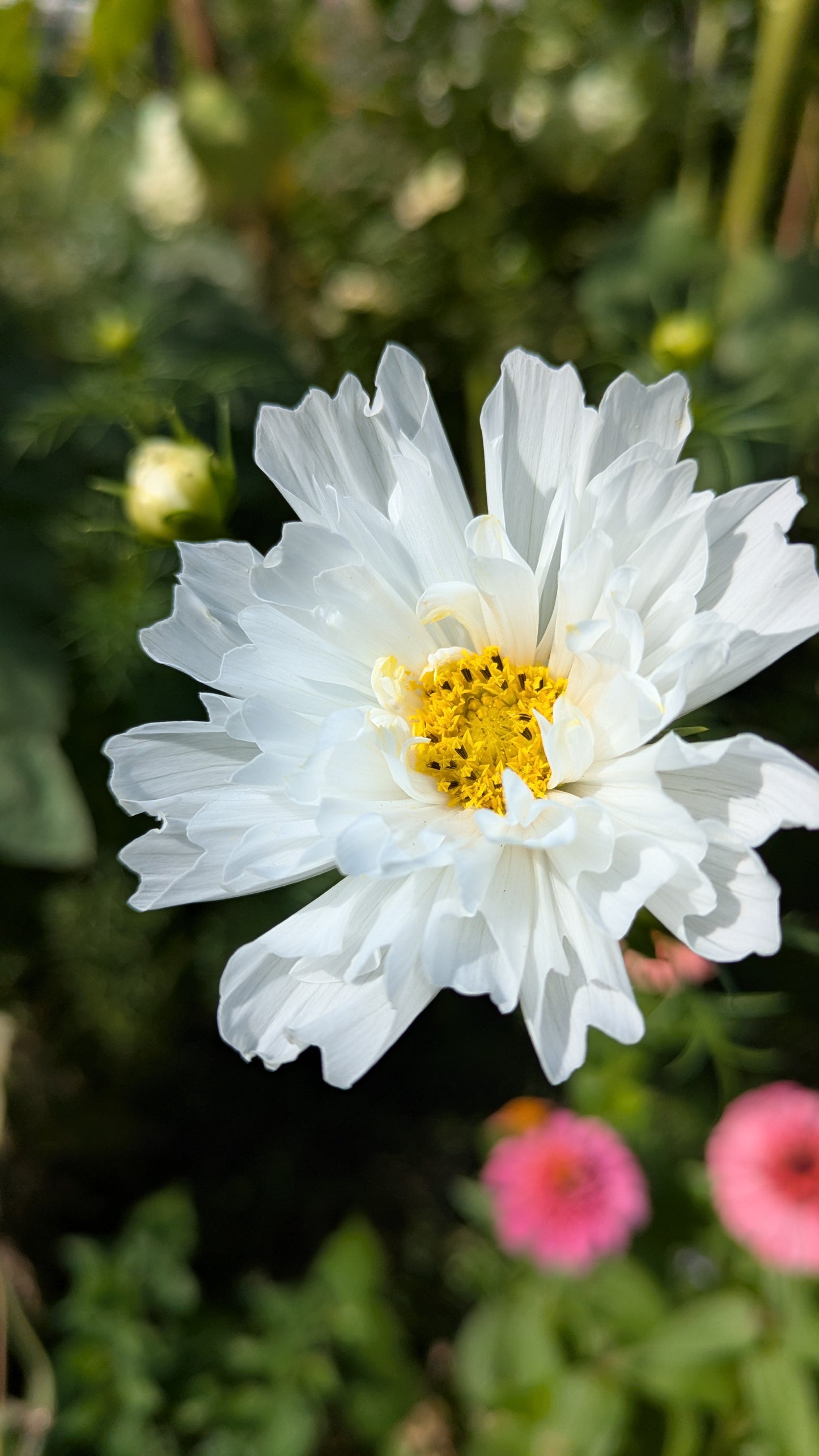 Blumenstrauß selber ernten & binden